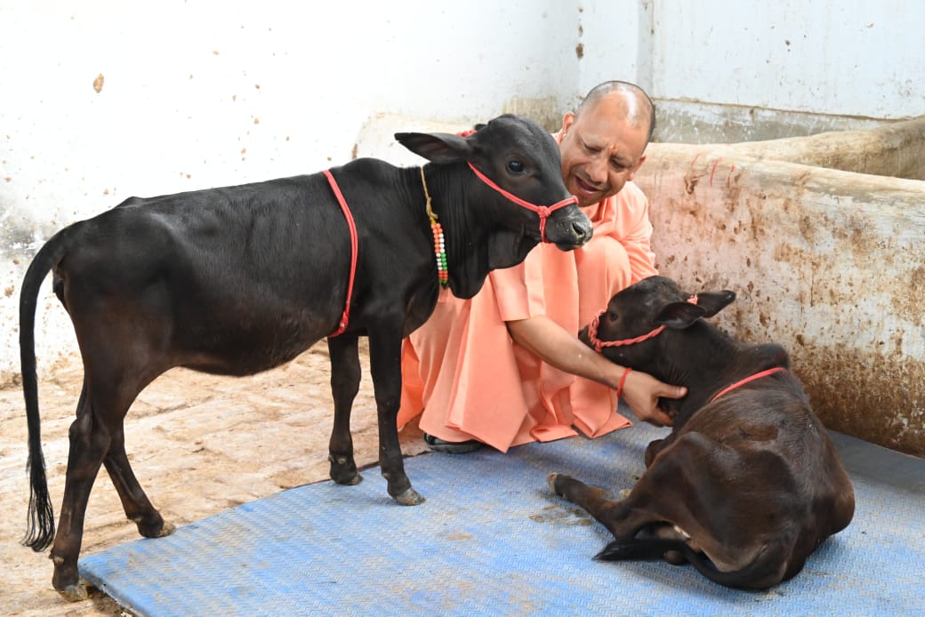  मुख्यमंत्री योगी आदित्यनाथ जी शनिवार को गोरखपुर के गोरखनाथ मंदिर की गौशाला में 'भवानी' और 'भोलू' के साथ